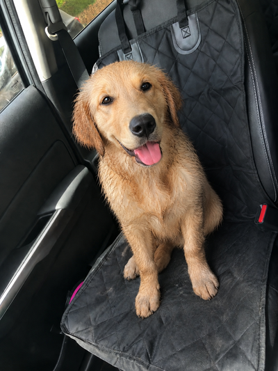 Seat cover dog